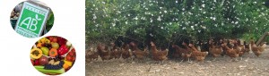 manger-biologique