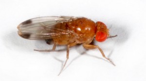mouche-drosophile1